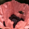 flowers-2