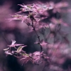 flowers-3