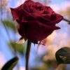 flowers-4