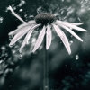 flowers-5