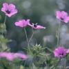 flowers-6